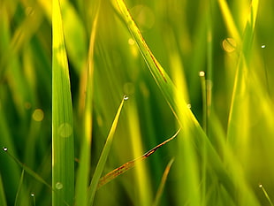 selective focus photography of water droplet on green grass