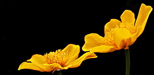 two yellow flower plant photo shot