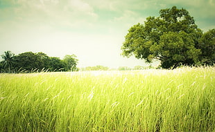 green grass, photography, nature, landscape, trees HD wallpaper