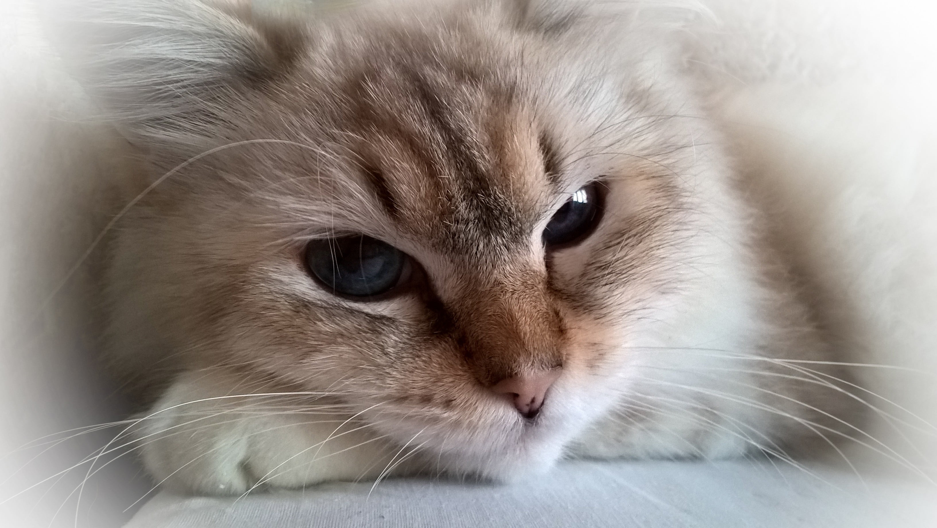 brown and white tabby cat, cat