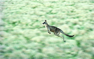 bokeh photography of kangaroo