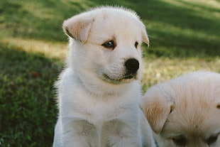 short-coated white puppy, Puppy, Dog, Muzzle