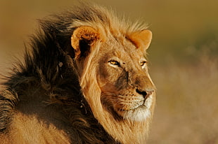 focus photo of Lion on brown grass during daytime