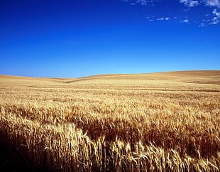 field of grains under blue sunny sky during daytime HD wallpaper