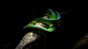 green snake, nature, animals, snake, vipers HD wallpaper