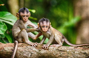 two monkeys on tree HD wallpaper