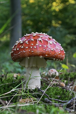 selective focus photography of red and white mushroom