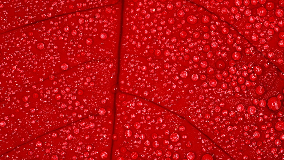 red leaf with water dew photo HD wallpaper