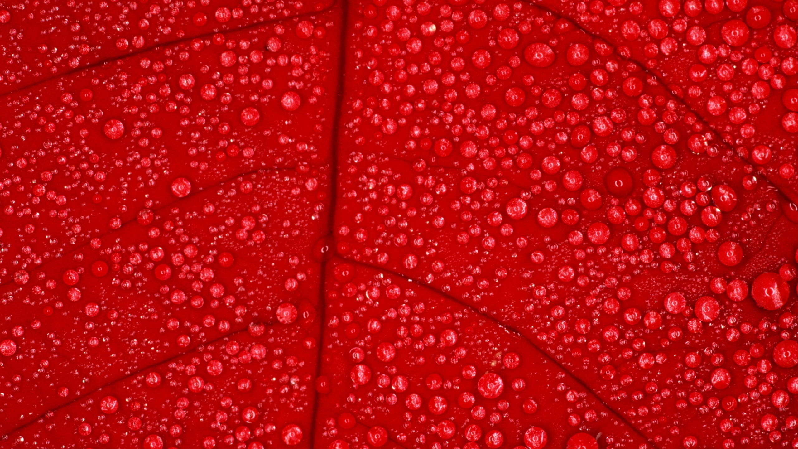 red leaf with water dew photo