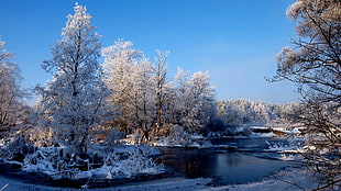 green leafed tree, nature, trees, snow, river