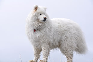 large size long-coat white dog