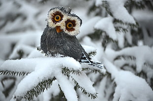grey owl on snow