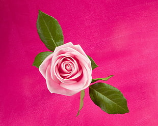 pink petaled rose