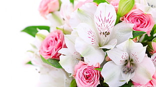 bouquet of white and pink flowers, bouquets, lilies, flowers