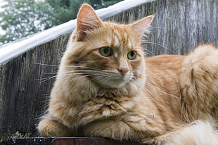 orange tabby cat HD wallpaper