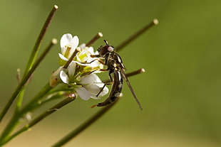 Horsefly on white flower closeup photography HD wallpaper