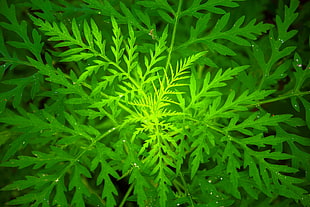 photo of Marigold plant HD wallpaper