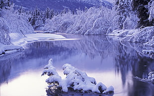 snow covered tress beside river