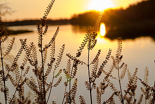 silhouette of plant near water