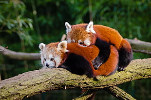 two red pandas on branch HD wallpaper