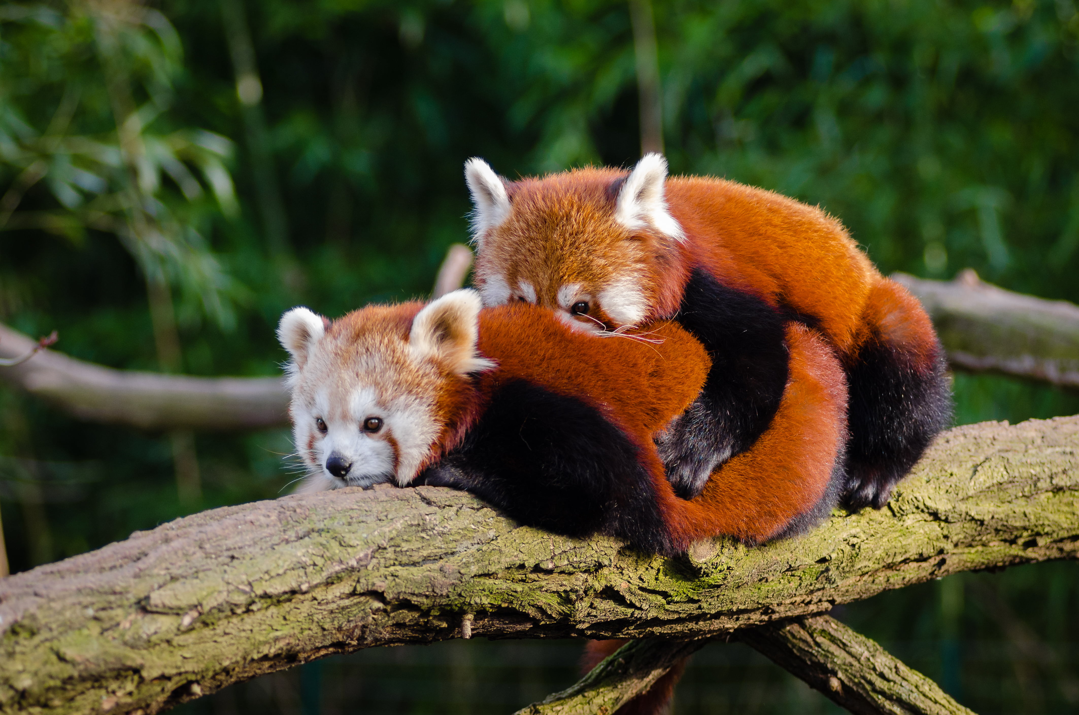 Two red pandas on branch HD wallpaper | Wallpaper Flare