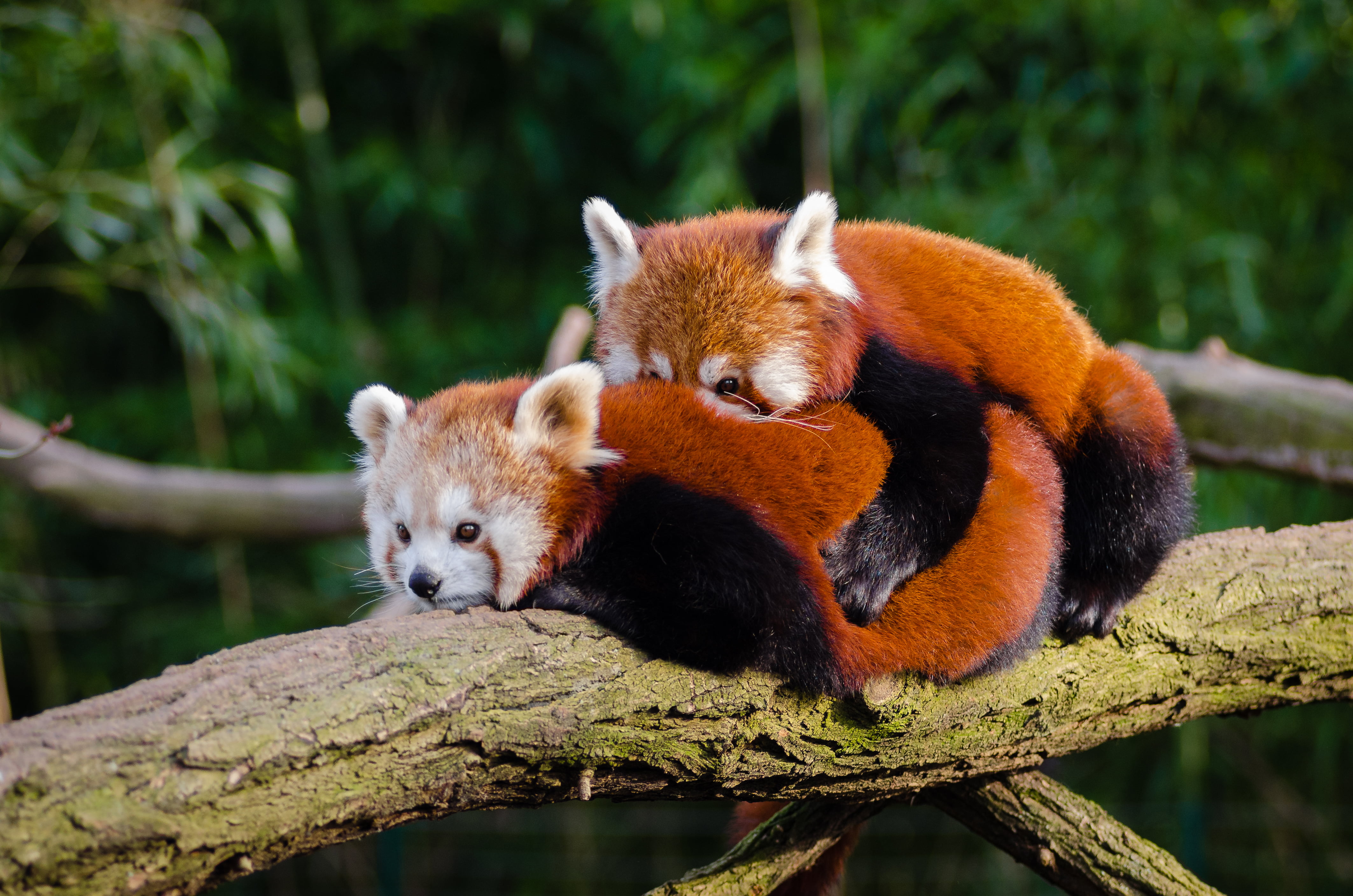 Two red  pandas  on branch HD wallpaper  Wallpaper  Flare