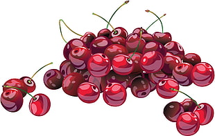 bunch of cherries illustration