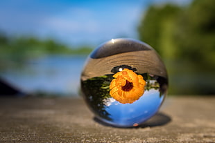 shallow focus photography of orange petal flower in marble toy