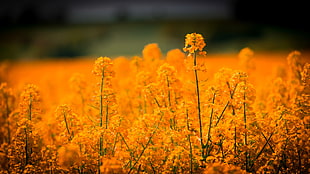 selective focus photography of yellow petaled flowers HD wallpaper