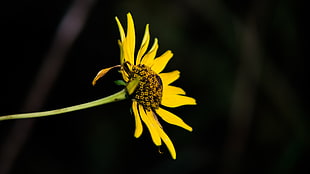 yellow sunflower, flowers
