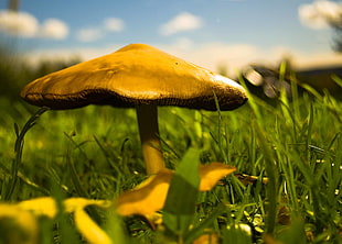shallow focus mushroom during daylight HD wallpaper