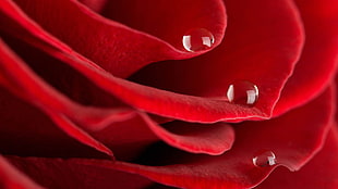 red rose tilt-shift lens photo HD wallpaper