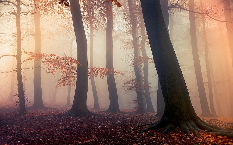 brown leafed trees, nature, landscape, forest, fall HD wallpaper