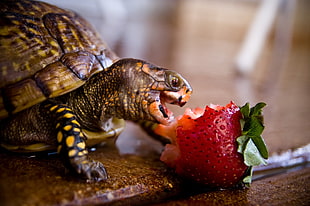 brown tortoise, turtle, strawberries