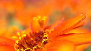 selective focus photography of orange flowers HD wallpaper