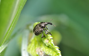 black Genus Scarites on green leaf plant