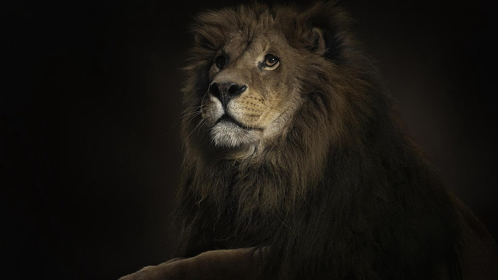 lion, lion, animals HD wallpaper