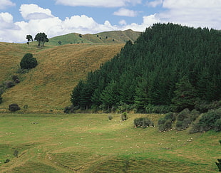 greenfield and green trees during daytime