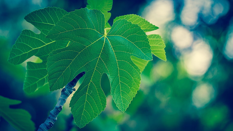 close-up green leaf plant during daytime HD wallpaper