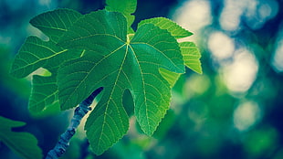 close-up green leaf plant during daytime