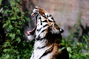 brown tiger, tiger, roar HD wallpaper