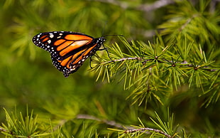 shallow focus photography of monarch butterfly HD wallpaper