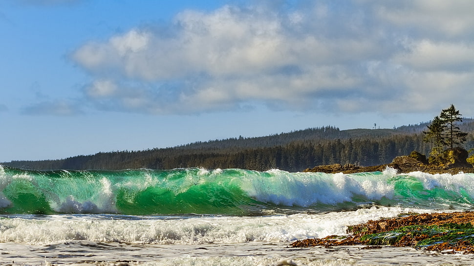 ocean wave near seashore and trees at daytime HD wallpaper