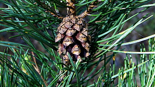 brown pinecone in close up photography