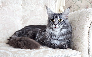 grey and white Maine coon cat on beige fabric floral sofa