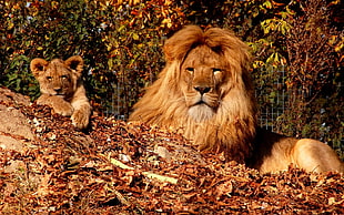 photography of Lion and cub lying on grass