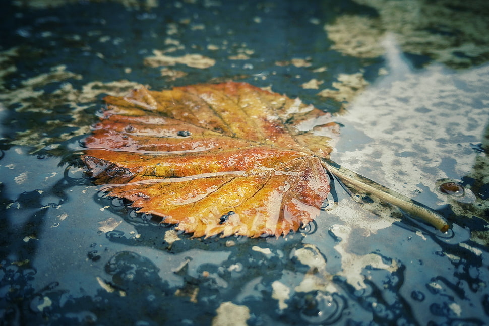 dried leaf floating on water HD wallpaper