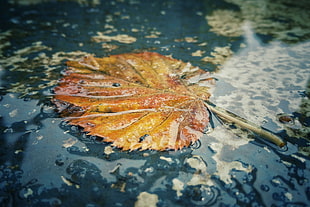 dried leaf floating on water HD wallpaper