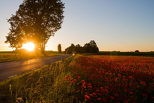 bed of red petaled flowers during day time