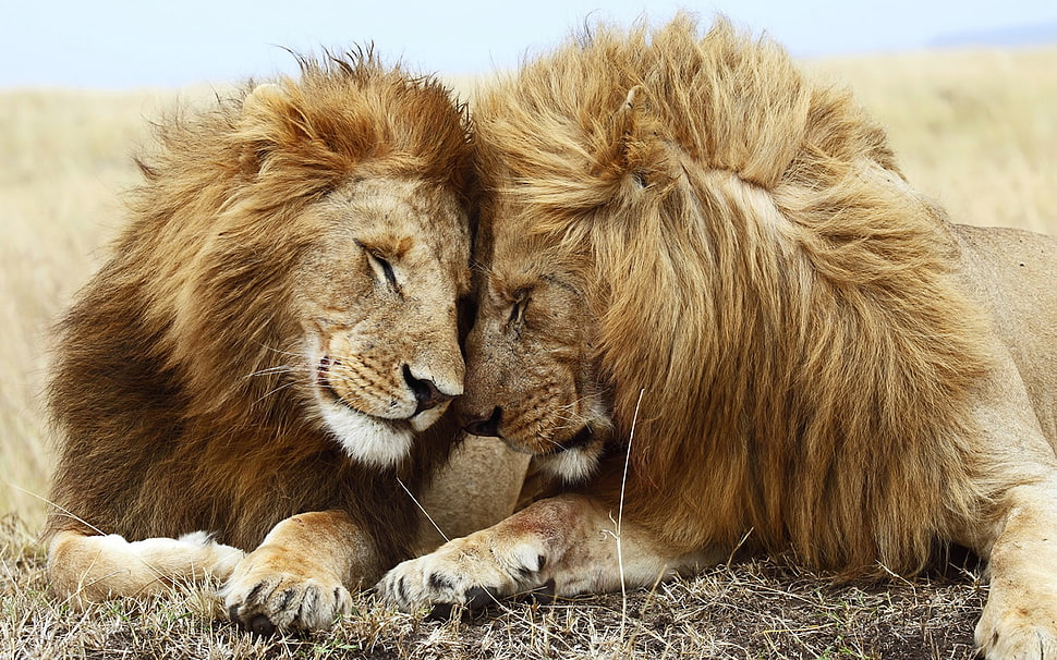 two lions cuddling HD wallpaper